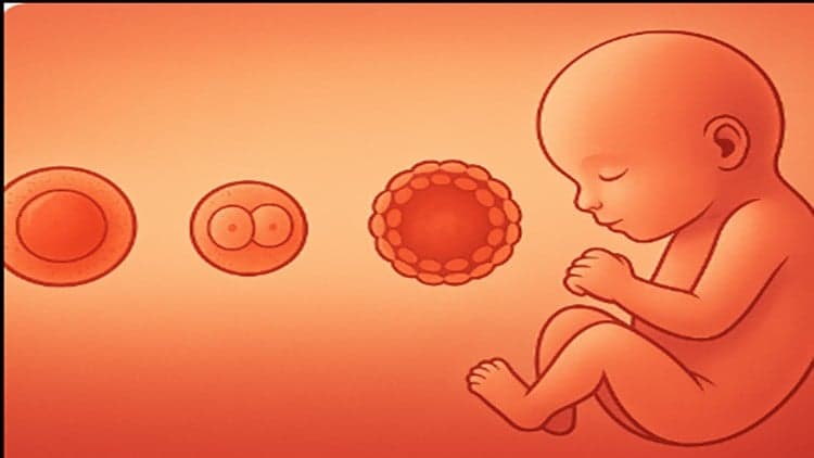 Clinical Embryology: A Practical Approach