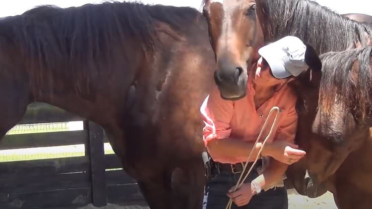 4 Secrets to Unlocking the Power of Connection with Horses